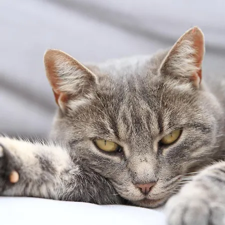 Alojamento de Acomodação e Pequeno-almoço Sieste En Luberon *
